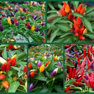 560064008_122105330109045597_6514476009891080894_n অর্নামেন্টাল মরিচ