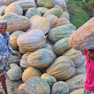 misty-kumra-3-20180315124624 বড় মিষ্টি কুমড়া বীজ