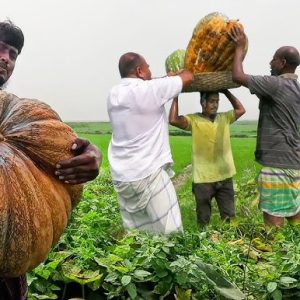 বড় কুমড়ো