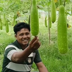 হাজারী লাউ